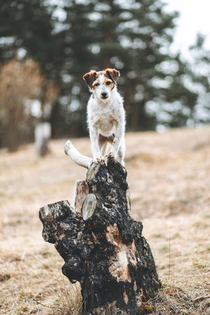 A closeup of an adorable Jack Russell Terrierの写真素材