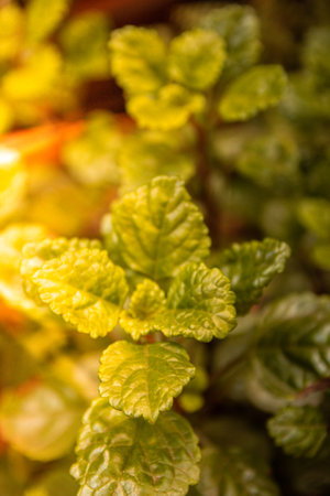 A closeup shot of green natural plants with sunbeams