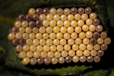 A selective focus shot of Cockchafer larvaeの写真素材