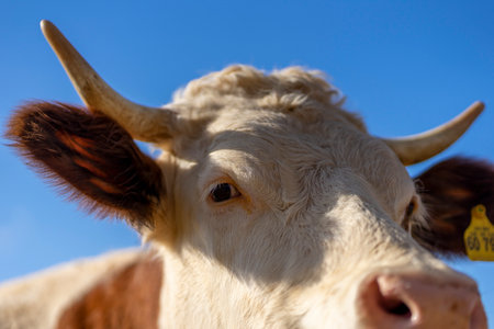 A closeup shot of a Bavarian cow.