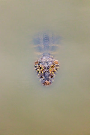 Alligator or caiman in the Brazilian Pantanal.の写真素材