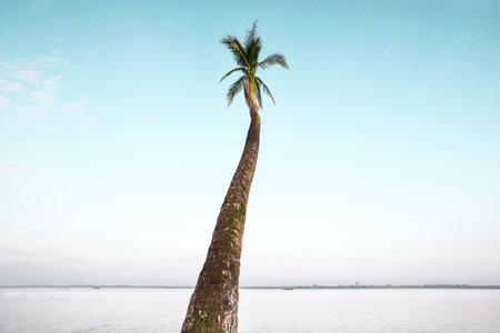A low-angle shot of a single giant palm tree against a light cloudless sky and a body of water