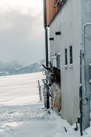 A vertical shot of a donkey in a barn on a snowy mountainの写真素材