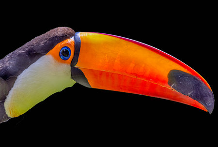 A closeup shot of a toucan bird isolated on black backgroundの写真素材