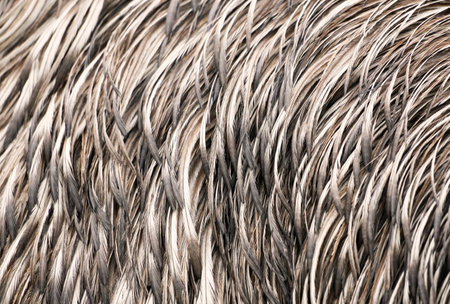 A detailed closeup of the plumage of an emu, bird feathers as a background