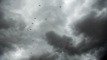 A flock of birds flying in the sky with dark storm clouの写真素材