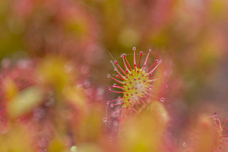 A closeup shot of drosera intermedia in a blurry background