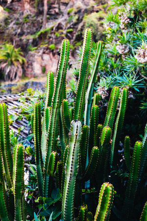 A vertical shot of some cacti growing in the background of other tropical plants.