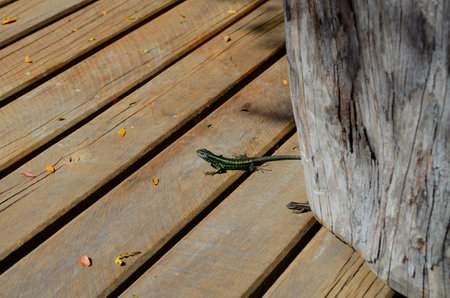 A closeup shot of lizards crawling on a wooden background outdoorsの写真素材
