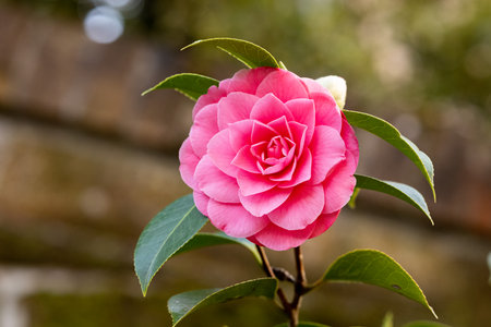 A closeup shot of a blooming bright pink Japanese camellia flowerの写真素材
