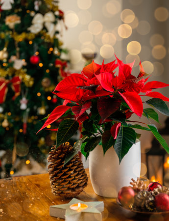 A closeup of a Christmas flower with Christmas tree and candles in backgroundの写真素材