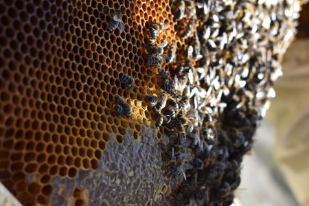 A beautiful scene of a bees in a hive