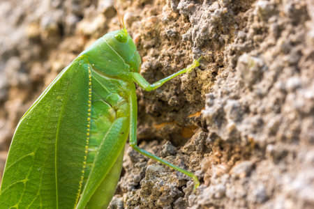 A green cricket on a rock stoneの写真素材