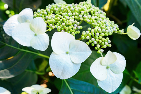 View of Wild Hydrangea Arborescens white flowers