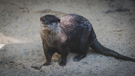 otters swimming and playing  peacefully