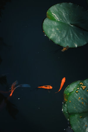 A closeup shot of fishes on the lakeの写真素材