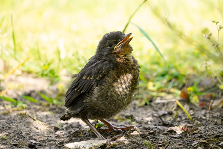 A closeup of a small blackbirdの写真素材