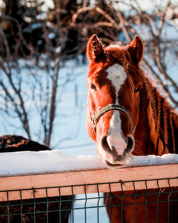 A vertical shot of a horse in a field covered in snowの写真素材