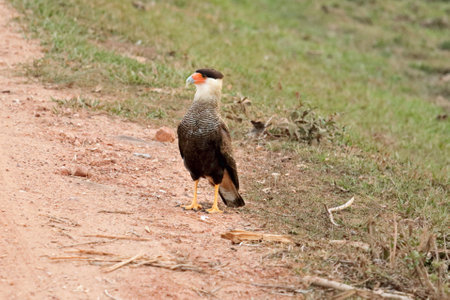 Southern crested caracara, aracara plancus, on a dirt road in the Brazilian Pantanalの写真素材