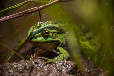 A closeup of a green frog on a rock