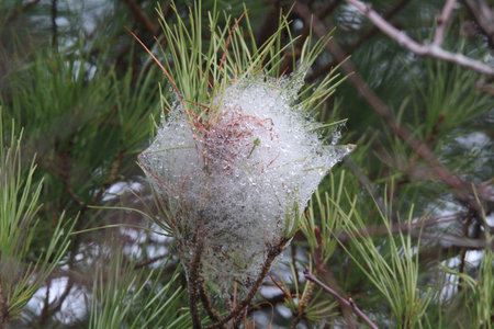 A close-up of a moth caterpillars' nest on a pine twig