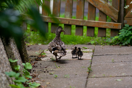 Duck family comes to eat oatmeal in our garden on a daily basis