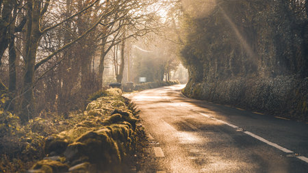 A road through a forest on a sunny day