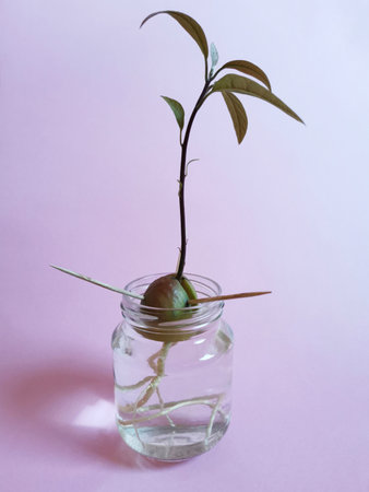 A vertical shot of a sprout of an avocado seed in a glass jar
