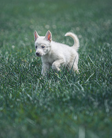 A vertical shot of an adorable German Shepherd puppy playing on the grass