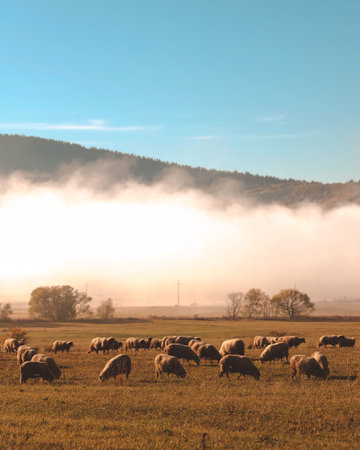 A vertical shot of a herd of sheep in a field on a foggy dayの写真素材