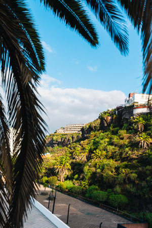 A vertical shot of a silhouette of palm branches in the background of trees on a hill.の写真素材