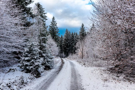 A pathway surrounded by trees covered in the snow in a forest in the daylight