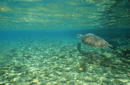 A sea turtle approaching the sandy bottom of the ocean