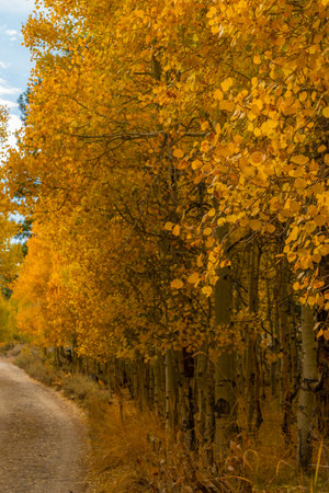 A vertical shot of a narrow road surrounded by yellowing trees in autumn in the countrysideの写真素材
