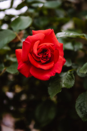 A closeup of a red roseの写真素材