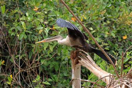 Snakebird, Anhinga anhinga,  sitting on a branch along a river in the Brazilian Pantanal