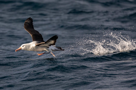 A big blue whale jumps out of waterの写真素材