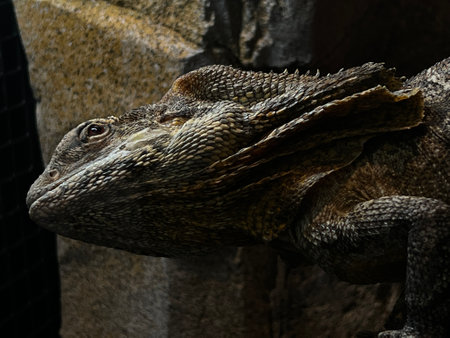 A closeup of a Frilled-neck lizard looking up with rocky surface in the backgroundの写真素材