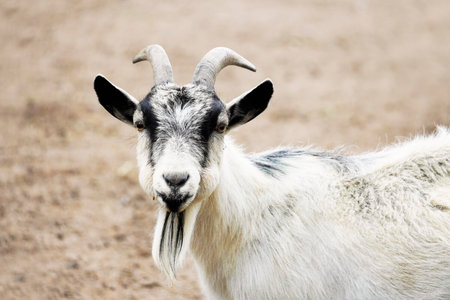A portrait of a cute black and white goat