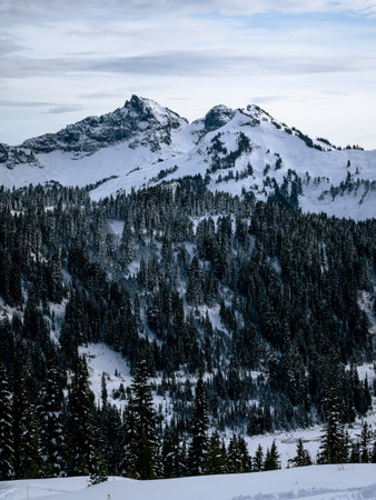 A vertical shot of the Tatoosh mountains through the trees