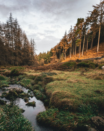 A vertical shot of the narrow creek in the forest. Dublin Mountains. Ireland.の写真素材