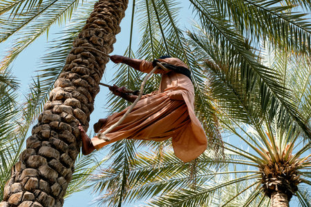 A man climbing the palm tree in Al Ain Oasis in Abu Dhabiの写真素材