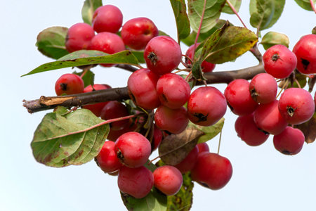A closeup shot of hawthorn berries on a tree branch with a blurry background