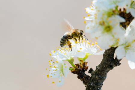 A closeup shot of a bee on a blooming tree in a garden