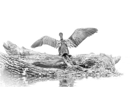 A grayscale shot of a bird with open wings on a tree trunk trying to fly on a white backgroundの写真素材