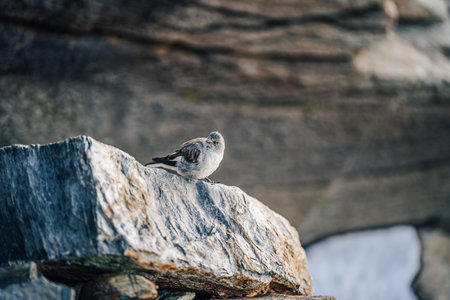 Small bird on a rock or boulder. Alpine Accentor (Prunella collaris).の写真素材