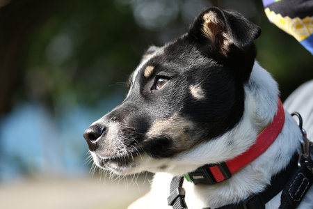 A closeup portrait of a cute white puppy with a black snout and a red collarの写真素材