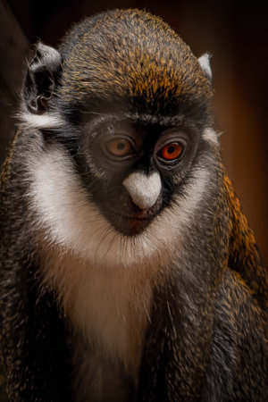 A vertical shot of a macaque with a cute face on a blurred backgroundの写真素材