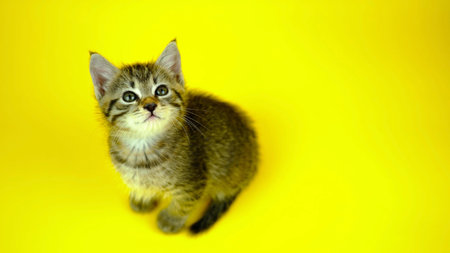 Cat Posing In Front Of Camera. Ideal Concept For Pets, Animals And Domestic Comfortの写真素材