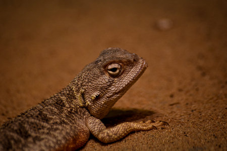 A shallow focus shot of agamasの写真素材